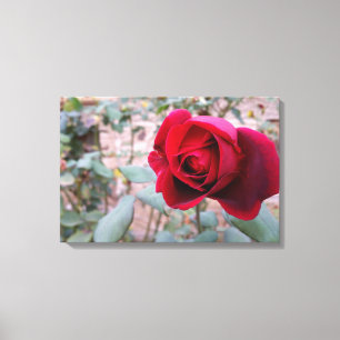 Autumn red rose canvas print