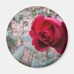 Autumn red rose magnet