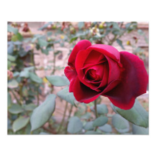 Autumn red rose photo print