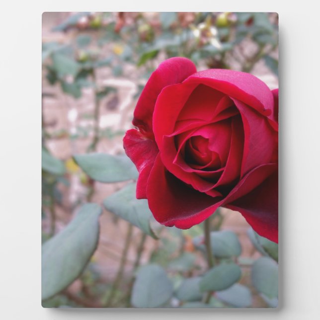Autumn red rose plaque (Front)