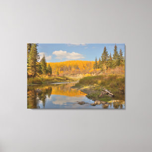 Autumn Reflections - Aspen Poplars Canvas Print