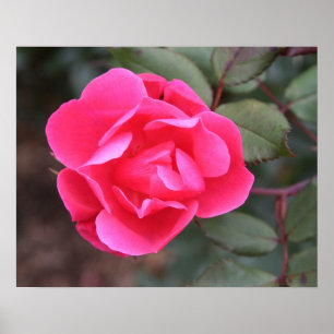 Autumn Rose Poster