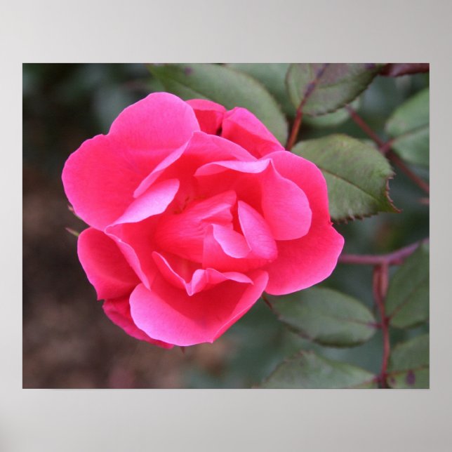 Autumn Rose Poster (Front)