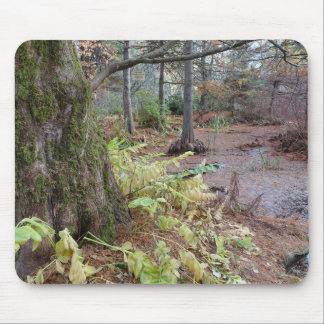 Autumn scene in a botanical garden. mouse pad