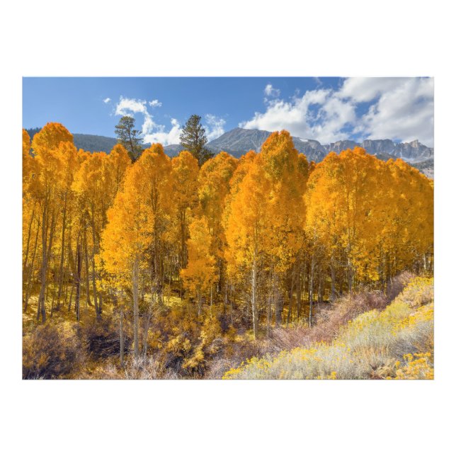 Autumn Scene Photo Print (Front)
