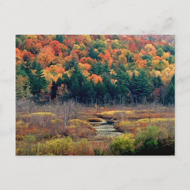 Autumn Scene Postcard (Front)