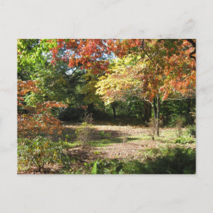 Autumn Scene Postcard