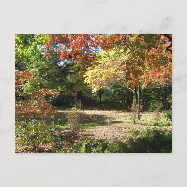 Autumn Scene Postcard (Front)