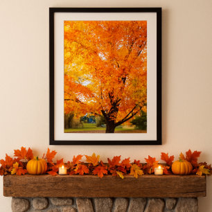 Autumn Silver Maple Tree Photo Print Poster
