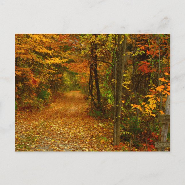 Autumn Splendour in New England Postcard (Front)