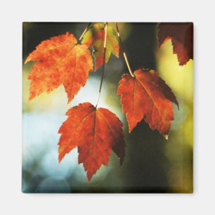 Autumn Splendour Magnet