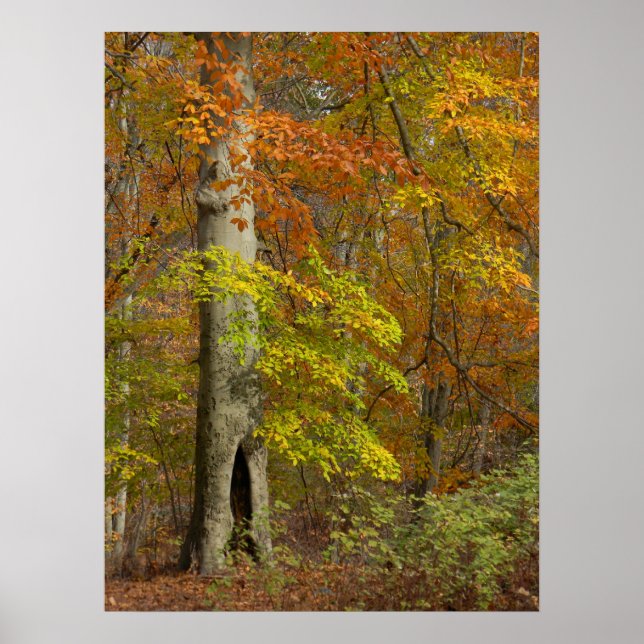 Autumn Splendour Poster (Front)