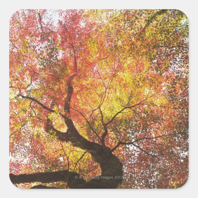Autumn Square Sticker (Front)