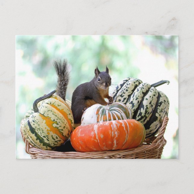 Autumn Squirrel Postcard (Front)