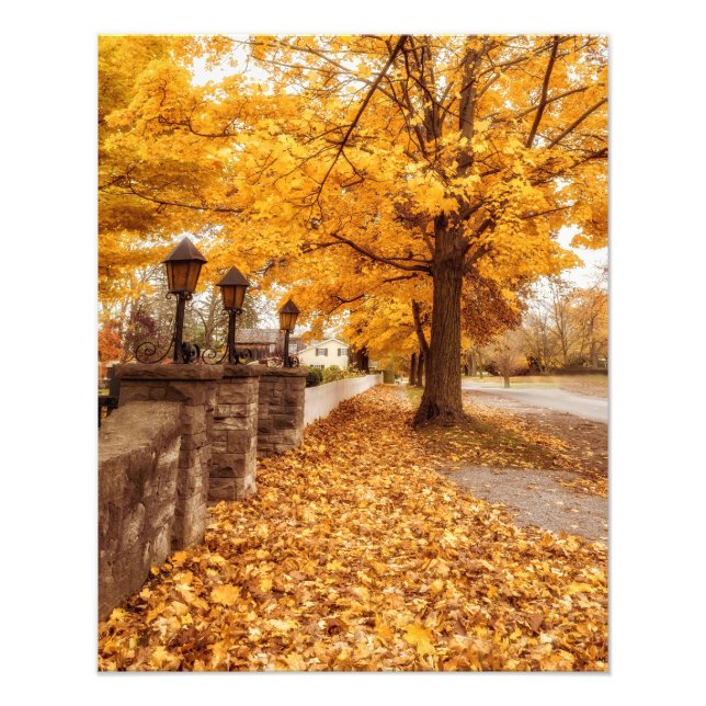 Autumn Street Scene| Yellow Leaves Photo Print (Front)