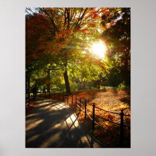 Autumn Sun in Central Park, NYC, Medium Poster