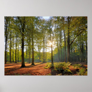 Autumn sun in the forest poster