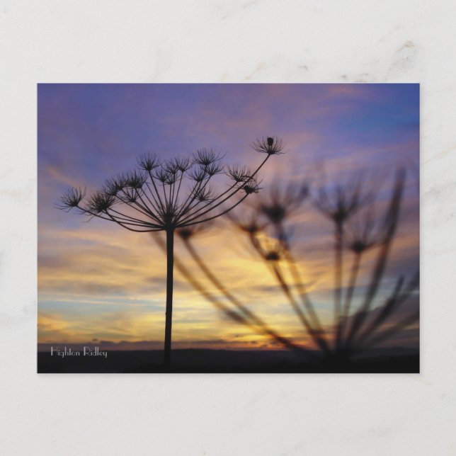 Autumn Sunset Echoes postcard (Front)