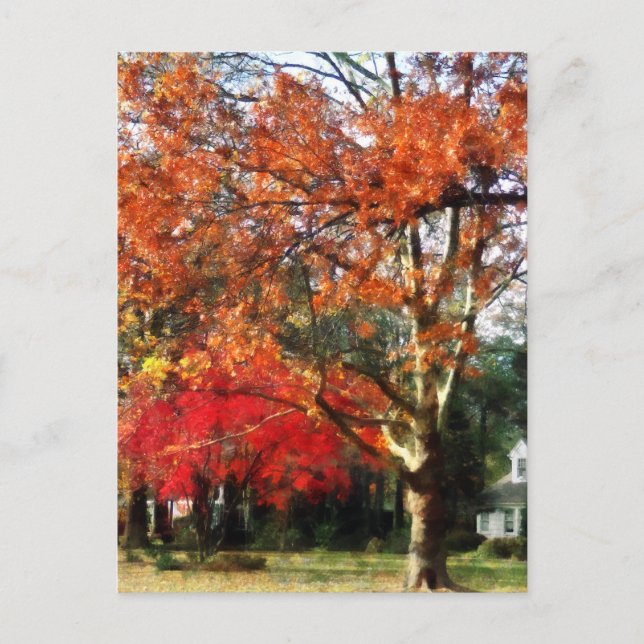 Autumn Sycamore Tree Postcard (Front)