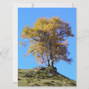 Autumn Tree