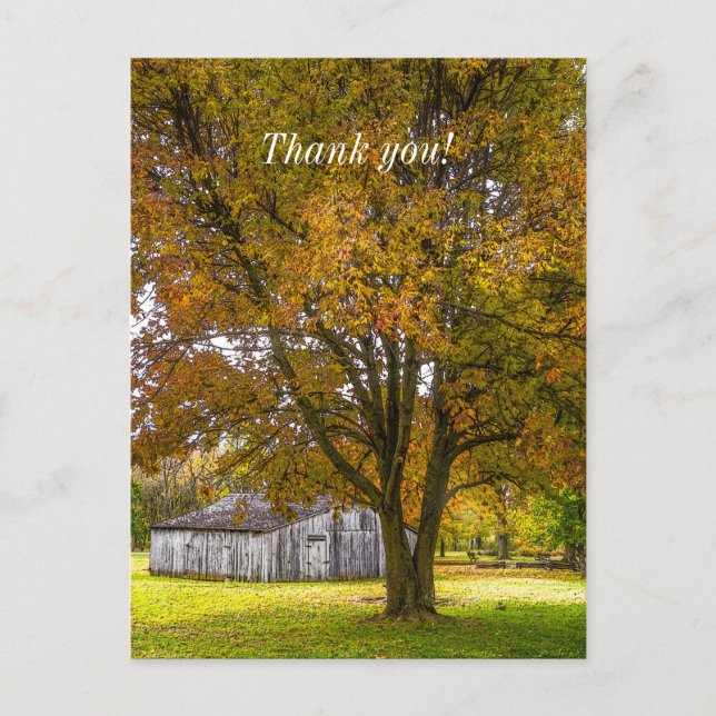 Autumn Tree And Barn Painterly Thank You Postcard (Front)