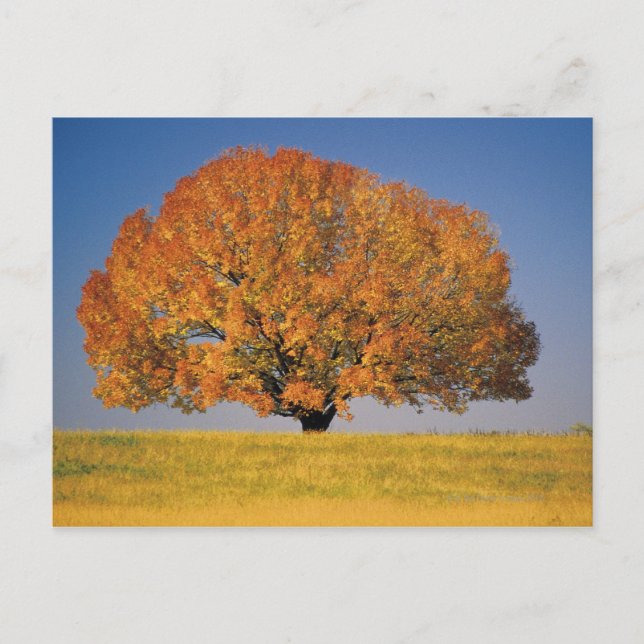 Autumn tree in vast field postcard (Front)