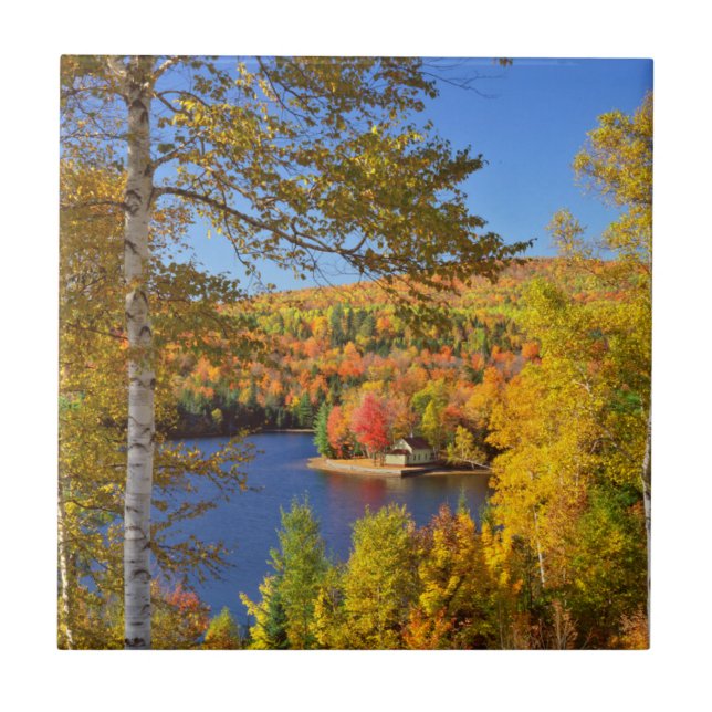 Autumn tree landscape, Maine Tile (Front)
