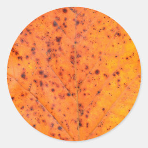 autumn tree leaf texture pattern background nature classic round sticker