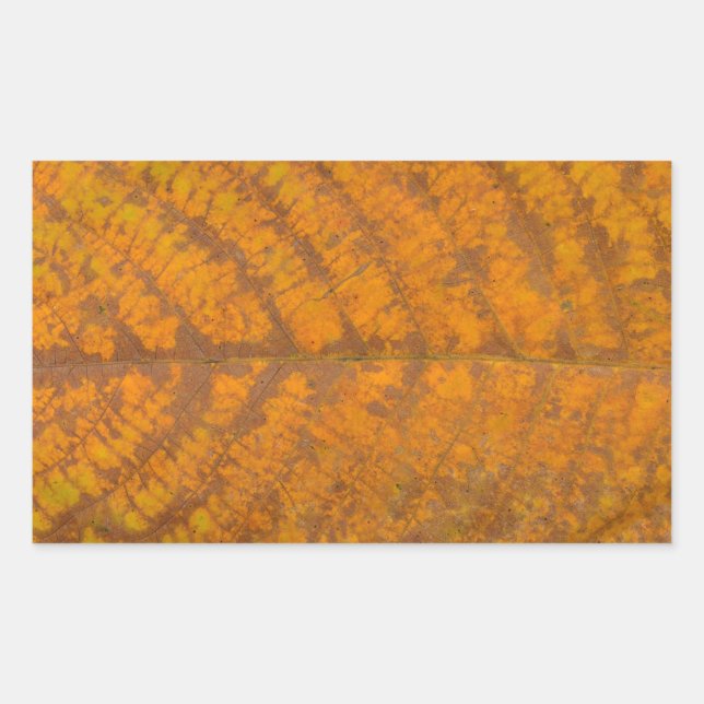 autumn tree leaf texture pattern background nature sticker (Front)