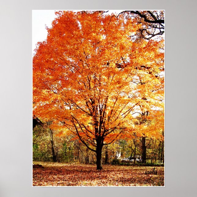 Autumn Tree, Maple Tree in Fall Poster (Front)