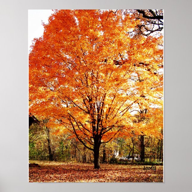 Autumn Tree, Maple Tree in Fall Poster (Front)
