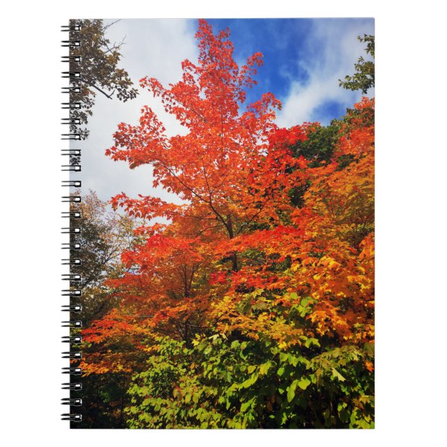 Autumn tree notebook (Front)