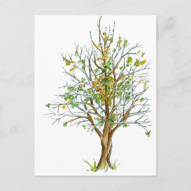 Autumn Tree Pen and Ink Drawing Watercolor Postcard (Front)