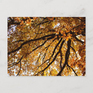 Autumn tree postcard