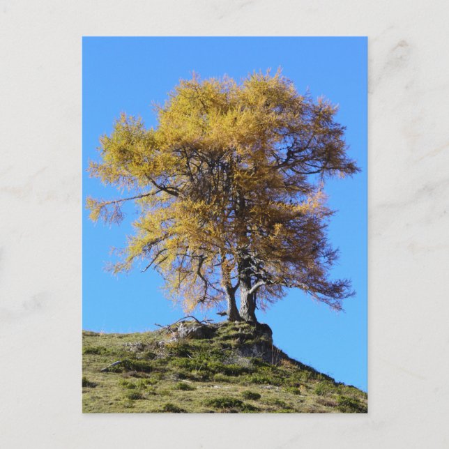 Autumn Tree Postcard (Front)