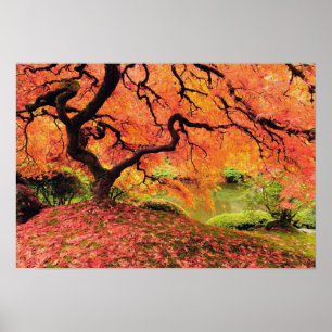 Autumn Tree Poster