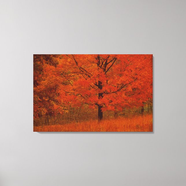Autumn tree with red foliage canvas print (Front)