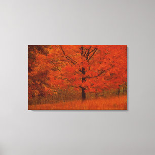 Autumn tree with red foliage canvas print