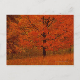 Autumn tree with red foliage postcard