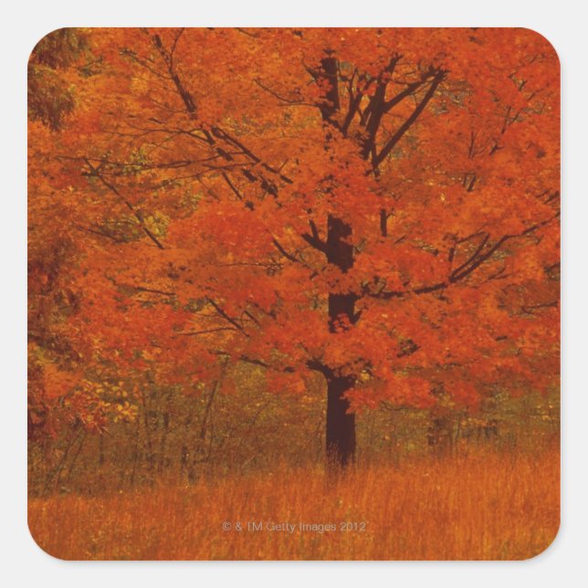 Autumn tree with red foliage square sticker (Front)