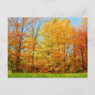 Autumn Trees 2004 Photo Postcard