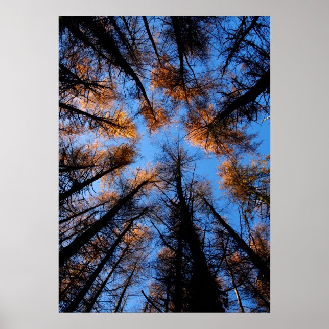 Autumn trees at sunset poster (Front)