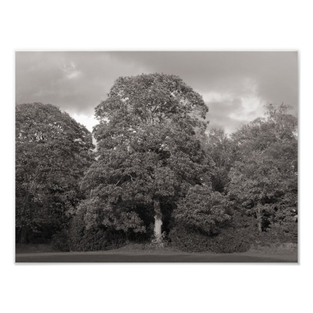 Autumn Trees, Bute Park, Cardiff Photo Print (Front)