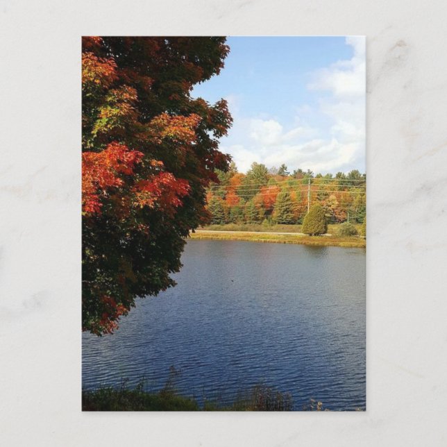 Autumn Trees in Ontario, Canada Postcard (Front)