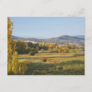 Autumn Trees, Khancoban, Snowy Mountains, New Postcard