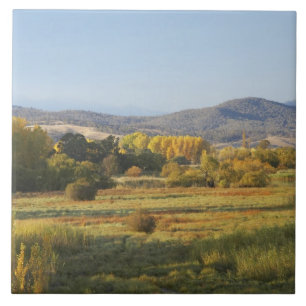 Autumn Trees, Khancoban, Snowy Mountains, New Tile