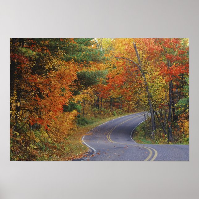 Autumn trees line roadway in Itasca State Park Poster (Front)