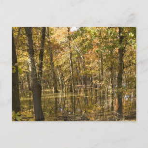 Autumn Trees Near a Lake Postcard
