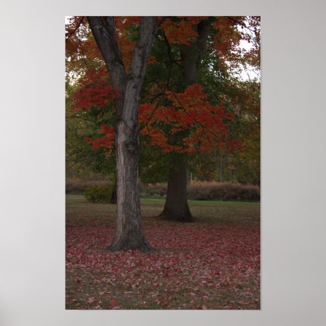 Autumn Trees Photo Poster  (Front)