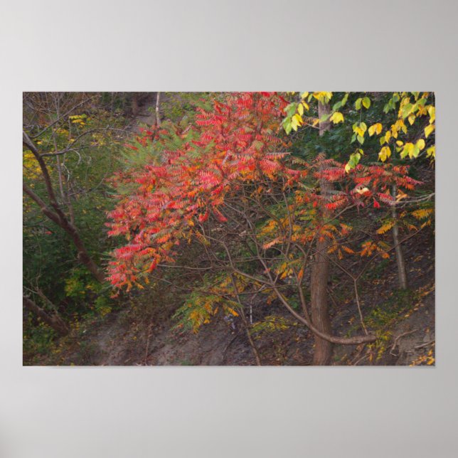 Autumn Trees Poster (Front)